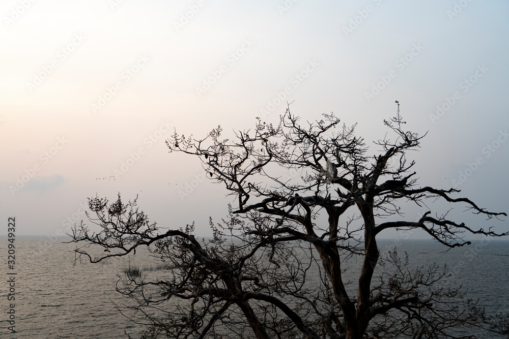Silhouette of Tree without leaves and Beautiful sunset. Silhouette of Tree without leaves and Beautiful sunset.