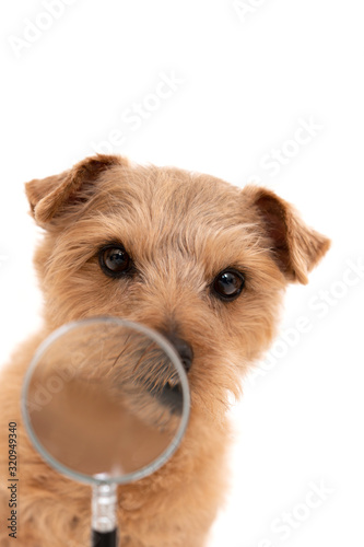 虫眼鏡を使って調べるノーフォークテリア犬