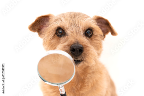 虫眼鏡を使って調べるノーフォークテリア犬