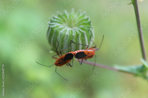 ant on leaf © Manie