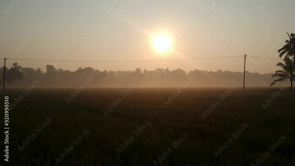 Beautiful sunrise over paddy field, Morning shot with mist,Golden lights,coconut tree Beautiful sunrise over paddy field, Morning shot with mist,Golden lights,coconut tree