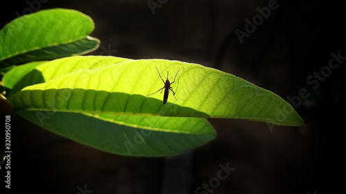 A mosquito resting on a green leaf