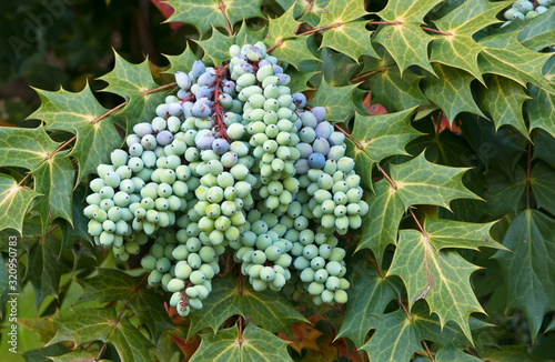 Leatherleaf Mahonia Berries - Mahonia bealei