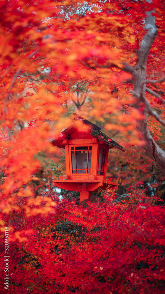 Autumn leaves in Japan,Kyoto,紅葉,秋