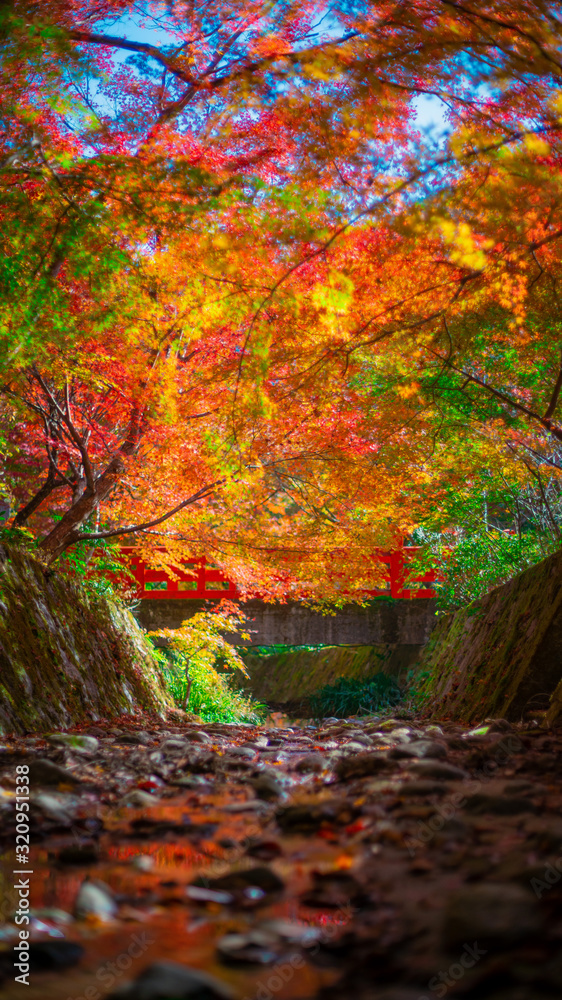 Autumn leaves in Japan,Kyoto