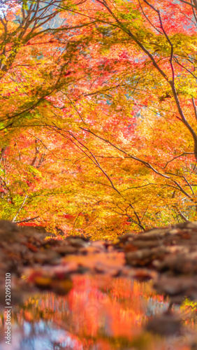 Autumn leaves in Japan,Kyoto