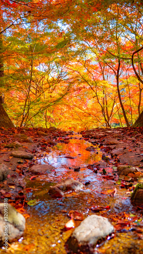 Autumn leaves in Japan,Kyoto