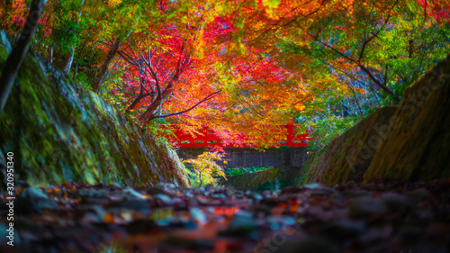 Autumn leaves in Japan,Kyoto