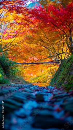 Autumn leaves in Japan,Kyoto