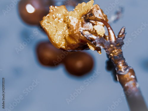Branch of wild Apple tree with damaged fruit sprinkled with frost. Partially bitten off, but not plucked, the forbidden fruit of the Paradise Apple . Copy space. Narrow focus, macro.
