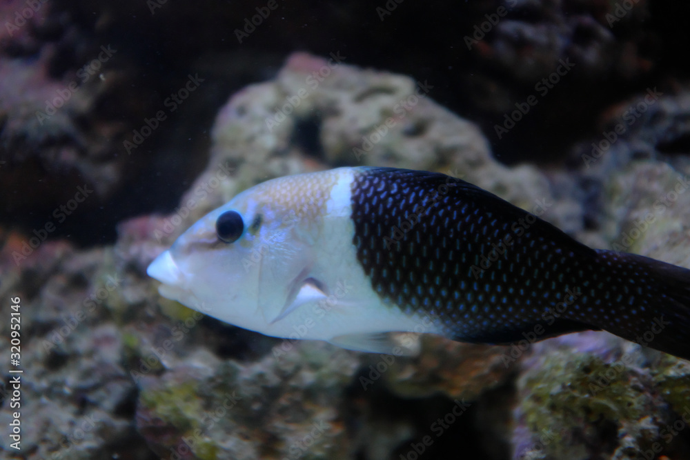 The black and white fish in aquarium The black and white fish in aquarium