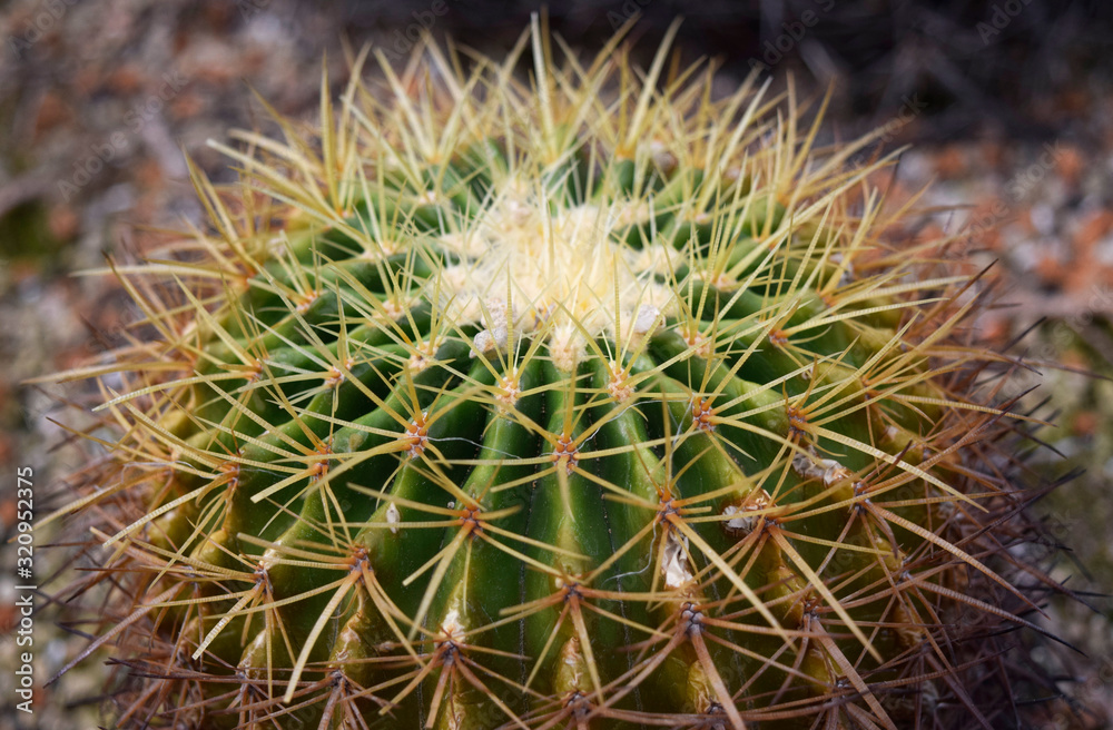 鋭い棘があるサボテン