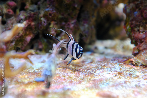 Banggai Cardinalfish, (Pterapogon kauderni) photo