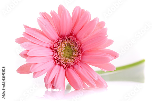 pink gerbera blooming in springtime, beautiful single flower isolated on white background