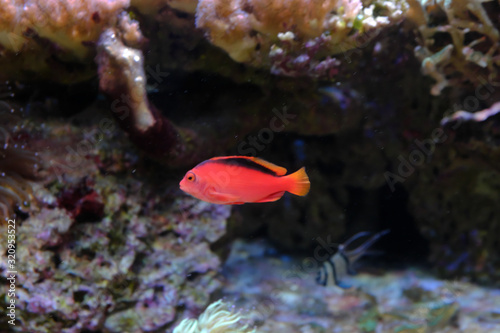 The flame hawkfish, (Neocirrhites armatus) photo