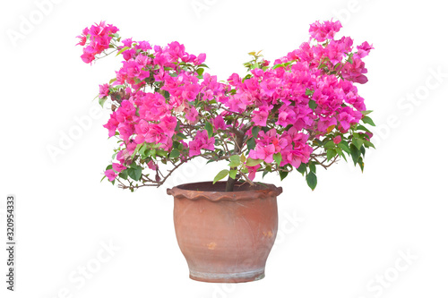 Magenta Bougainvillea flower bloom in brown pot isolated on white background.