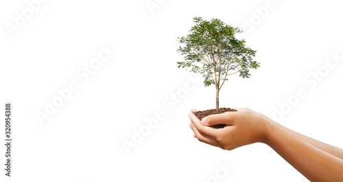 hand holdig big tree growing on white background. eco earth day concept