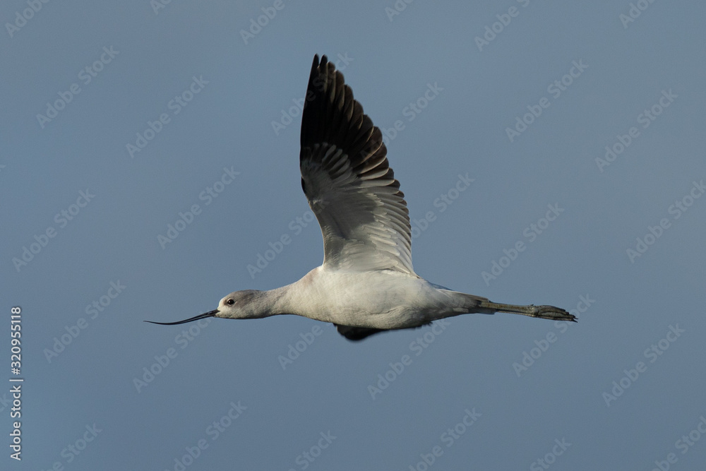 Obraz premium Extreme close-up of an American avocet flying 