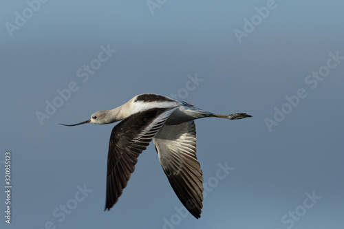Extreme close-up of an American avocet flying 