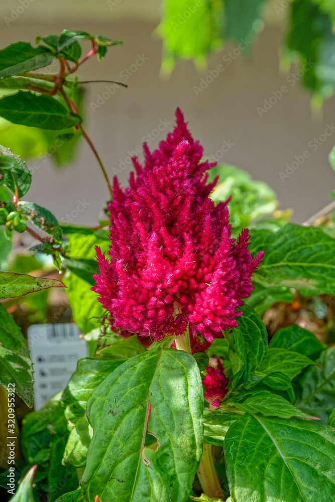 Bright red flowers of blooming Celosia, commonly known as woolflower and cockscombs, at summer sunny day. Selective focus. Bright red flowers of blooming Celosia, commonly known as woolflower and cockscombs, at summer sunny day. Selective focus.