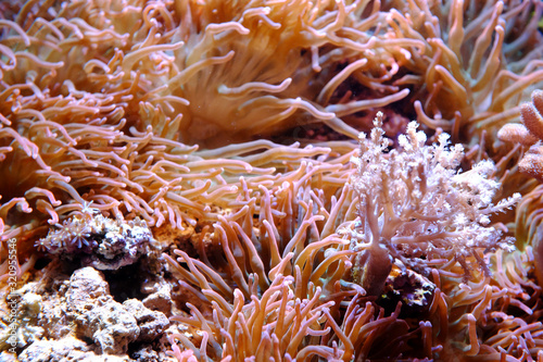 Bubble-tip anemone, (Entacmaea quadricolor) photo