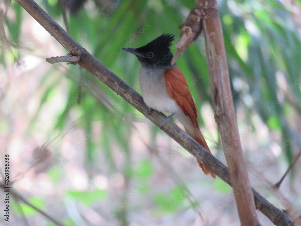 bird on a branch