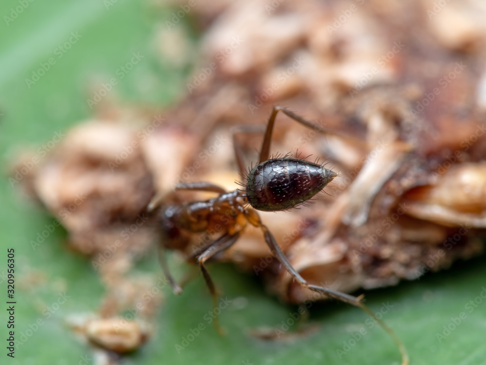 Macro Photo of Abdomen of Tiny Ant on Green Leaf, Selective Focus Macro Photo of Abdomen of Tiny Ant on Green Leaf, Selective Focus