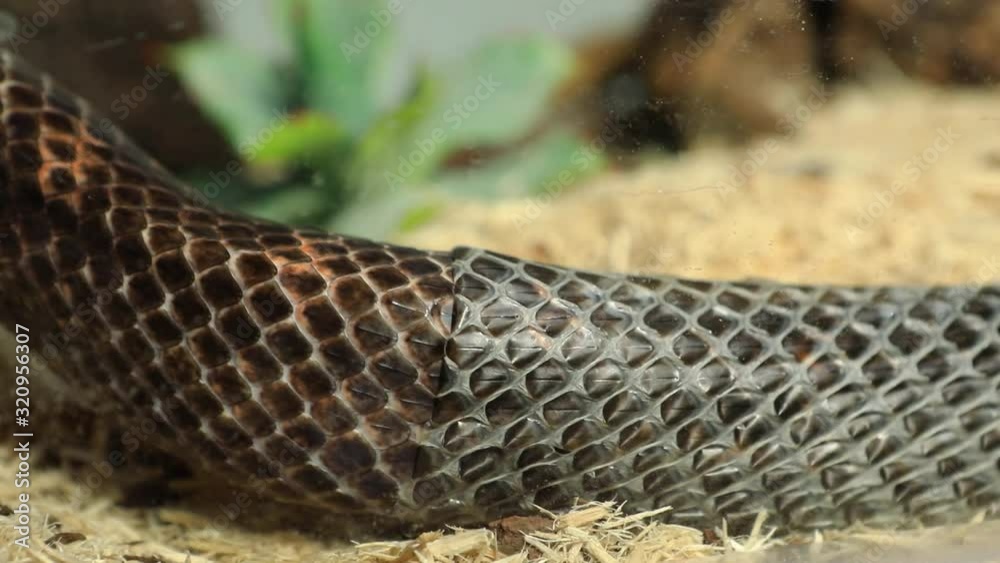 close up and selective focus shot of a rat snake body slowly crawls as it shedding its skin over wood chips, and left the shed snake skin behind