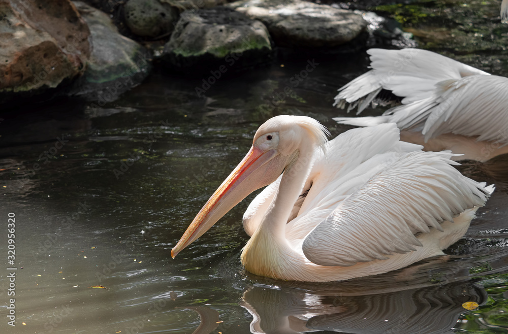 Close up Great White Pelican was Floating in the Swamp Close up Great White Pelican was Floating in the Swamp