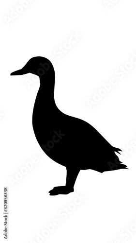 silhouette of a duck
