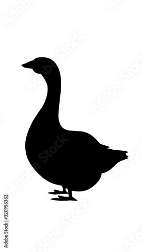 duck isolated on white background