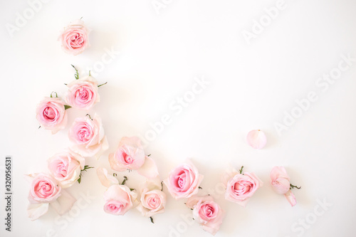 pink roses on a white background. View from above