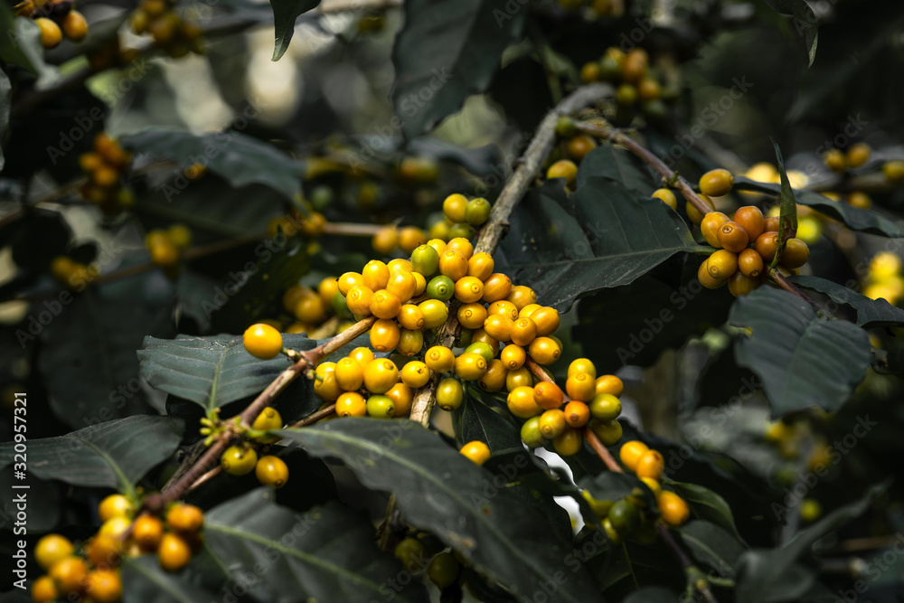 Fototapeta premium Fresh red coffee red cherry coffee bean in hands