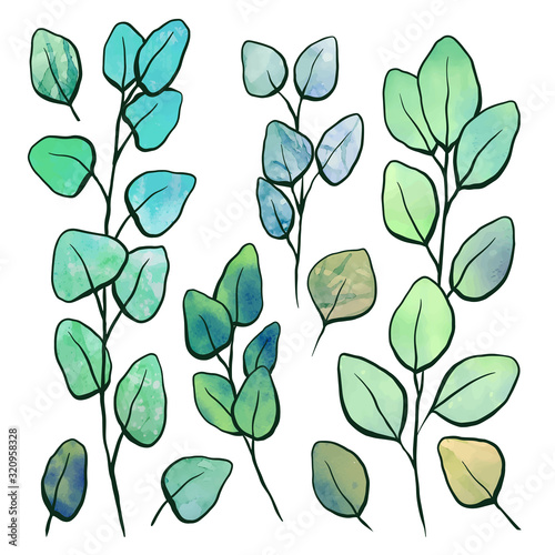 Botanical watercolor illustration of eucalyptus populus. Set of hand drawn eucalyptus branches with foliage and contour. Vector color objects for articles, cards and your design.