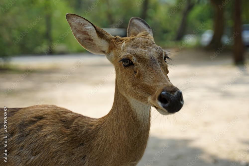Sleepy face Chital deer focus on the black nose Sleepy face Chital deer focus on the black nose
