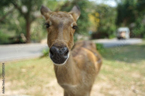 Sleepy face Chital deer focus on the black nose