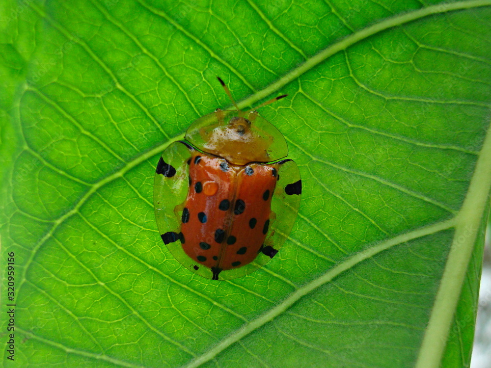 Tortoise beetle on leaf, Closeup. The tortoise beetles are an artificial grouping of tribes within the leaf beetle subfamily Hispinae.. Tortoise beetle on leaf, Closeup. The tortoise beetles are an artificial grouping of tribes within the leaf beetle subfamily Hispinae..