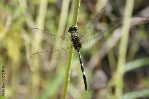 Green Marsh Hawk. A species of Orthetrum sabina dragonfly. Sinhgad valley, India..