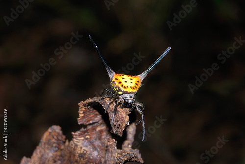 Orb-weaver Spider, Gastracantha dyalyi at Agumbe. (Karnataka, India)