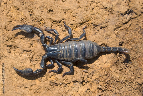 Name   Scorpion Scientific Name  Neoscorpiopes spp. Location Tamhini  Pune. Description  Small scorpions found under stones and barks  in moist deciduous forests of Sahyadri hill ranges.