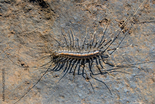 Name   House centipede Scientific Name  Scutigeromorpha spp. Location  Pune. Description  Small centipedes with very long legs and antennae. Found under stones and decaying barks.