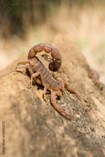 Name : Scorpion Scientific Name: Hotentotta tamulus  Location: Tamhini, Pune. Descrption: Very common scorpion in and around human habitation. F © RealityImages
