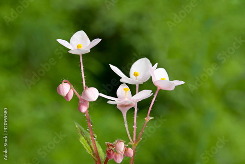 Fototapeta Naklejka Na Ścianę i Meble -  Name :  Kapru  Scientific Name: Begonia crenata Location: Sinhgad , Pune. D