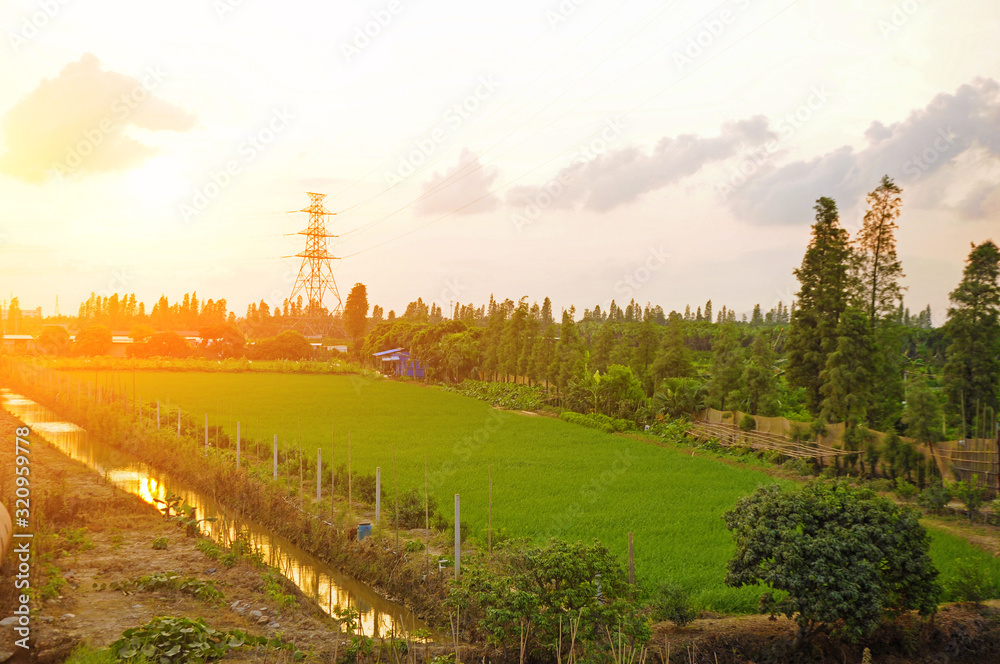 Beautiful rural scenery:Rice paddy field at dusk in Xinhui district of Jiangmen,Guangdong,China.