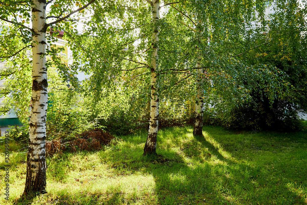Obraz premium Grove of Birch Trees on Autumn Nature Day View. Outdoor Image of Tree Trunks in Local City Park without People. Forest Park Scenic Landscape