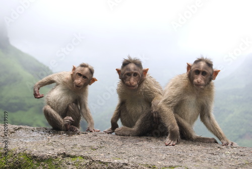 The bonnet macaque (Macaca radiata) One of the common species of macaque usually found in ghat section and fort areas.