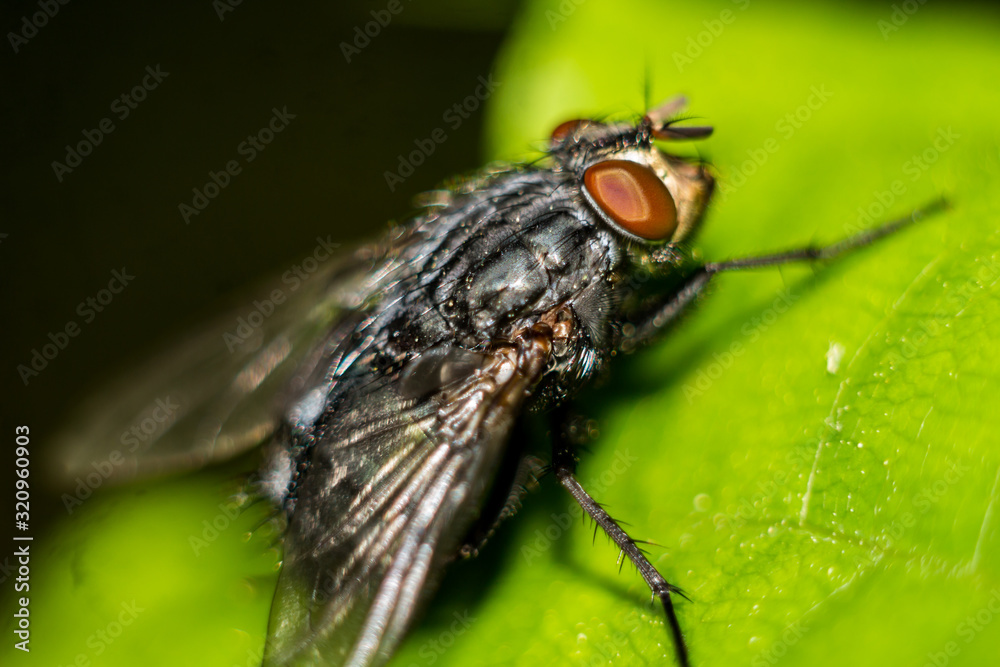 Two-winged fly on a green leaf close-up Two-winged fly on a green leaf close-up
