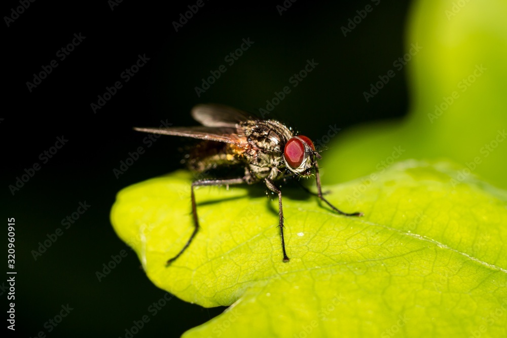 Two-winged fly on a green leaf close-up Two-winged fly on a green leaf close-up