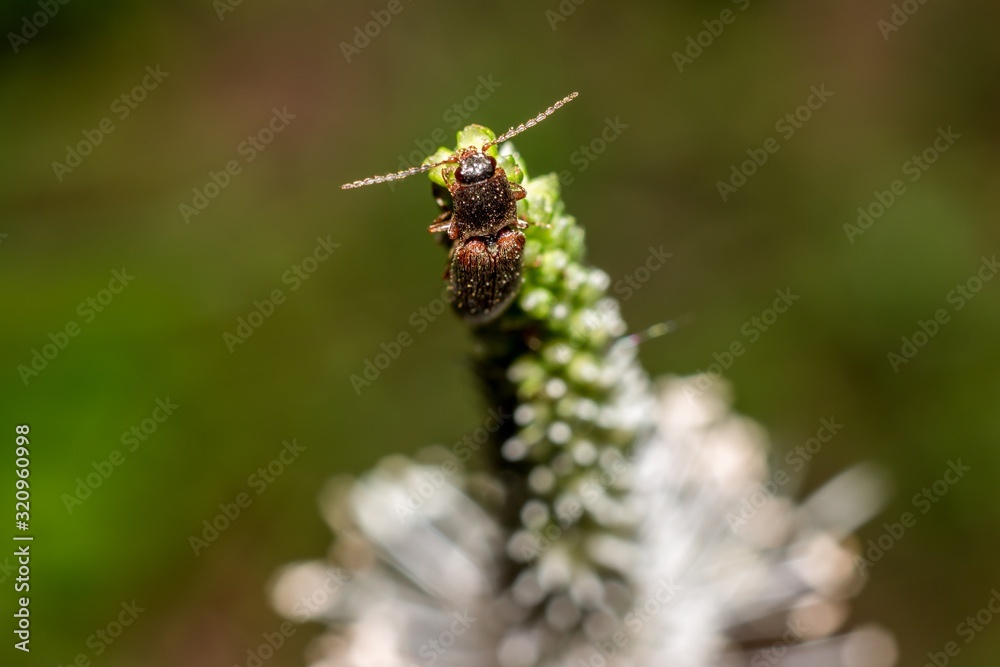 Beetle with a mustache sits on top of a plantain flower, natural background