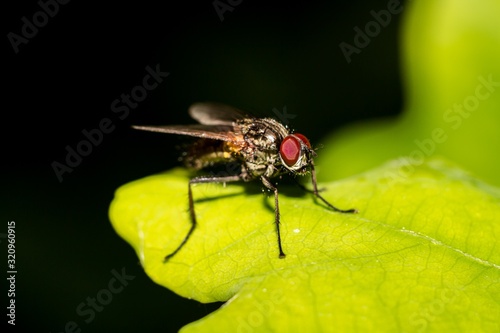 Two-winged fly on a green leaf close-up © PhotoChur